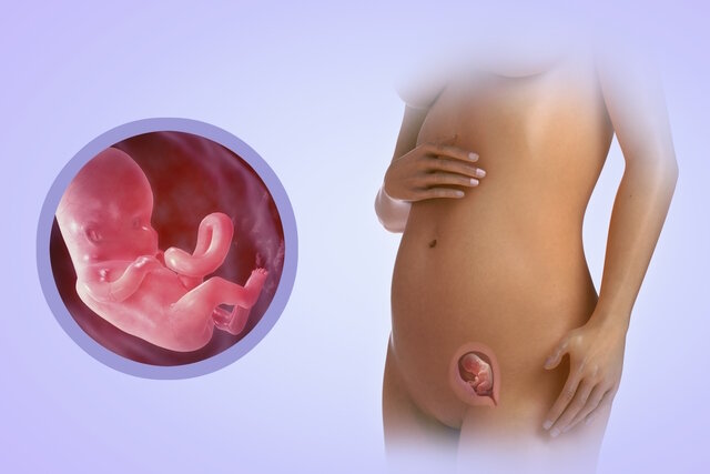 12 неделя беременности — Поликлиника "Здоровье"