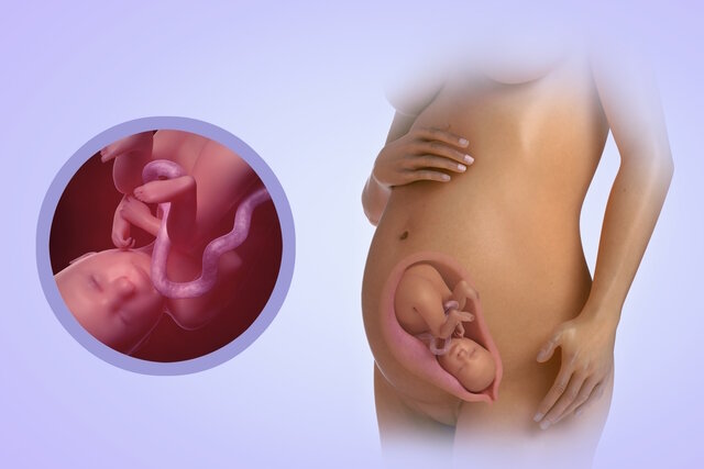 26 неделя беременности от зачатия: УЗИ плода, фото живота, что происходит с мамой и малышом