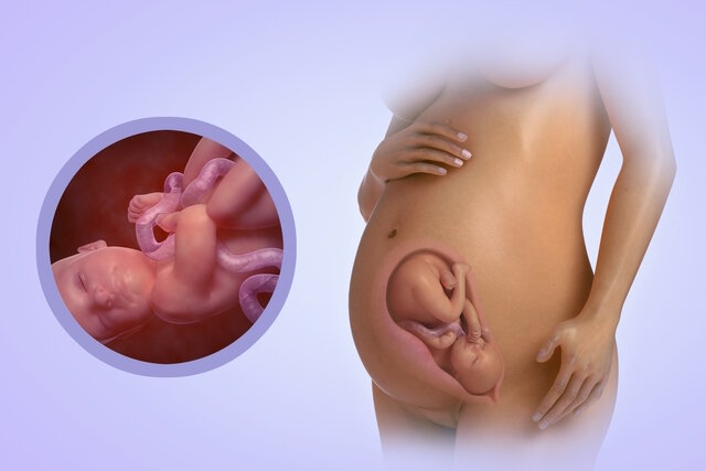 15 недель беременности развитие плода